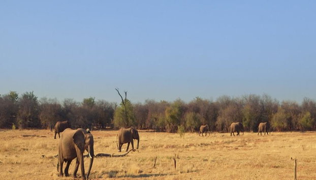 Una experiencia de safari en el Parque Nacional Zambezi - Foto 3